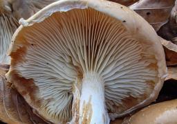 Pholiota lenta