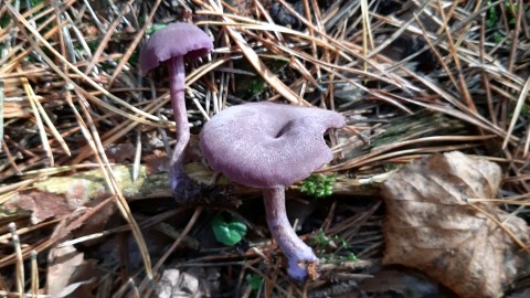 Laccaria amethystina