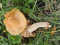 Cuphophyllus pratensis