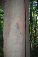 Nectria cinnabarina