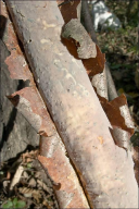 Vuilleminia comedens