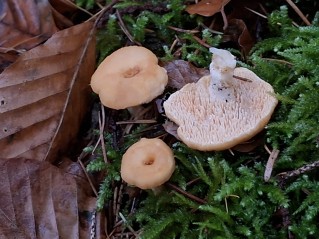 Hydnum umbilicatum