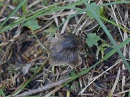 Mycopan scabripes