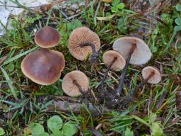 Macrocystidia cucumis