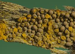 Perichaena corticalis