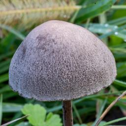 Panaeolina foenisecii