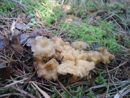 Craterellus lutescens