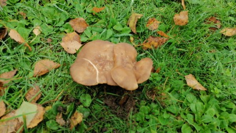 Lyophyllum loricatum