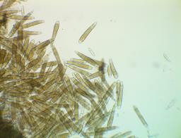 Bactridium flavum