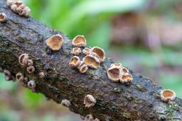 Velutarina rufo-olivacea