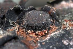 Biscogniauxia marginata