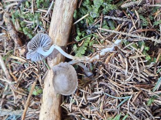Mycena flos-nivium