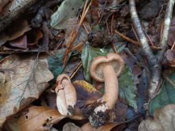 Lactarius quietus