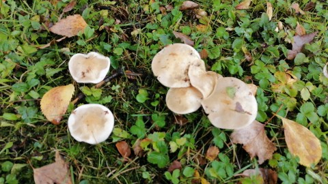 Hebeloma leucosarx
