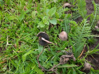 Panaeolina foenisecii