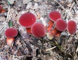 Hortiboletus rubellus