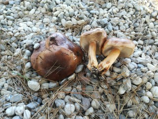 Tricholoma batschii