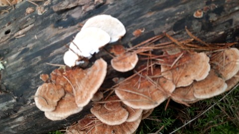 Trametes ochracea