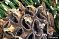 Sacchiphantes abietis