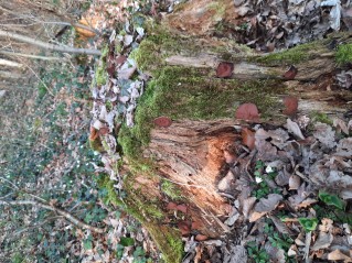 Discina ancilis