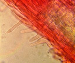 Rigidoporus crocatus