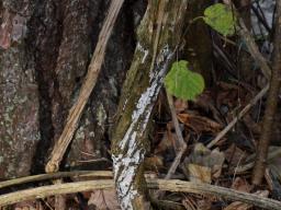 Lyomyces pruni