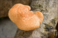 Neofavolus alveolaris