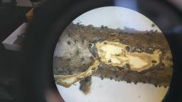 Peroneutypa scoparia