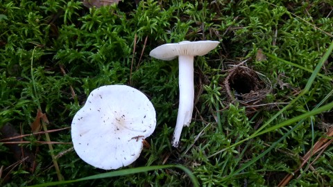 Tricholoma columbetta