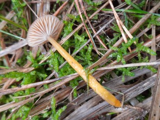Gliophorus laetus