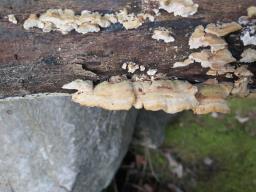 Trametes ochracea