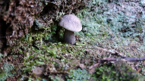 Tricholoma saponaceum