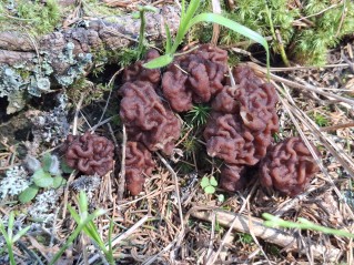 Gyromitra esculenta