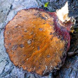 Daedaleopsis tricolor