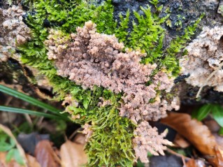 Phlebia radiata