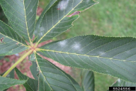 Erysiphe flexuosa