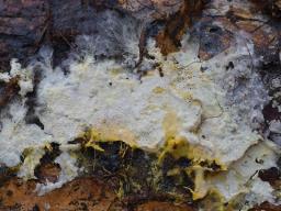 Piloderma bicolor
