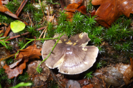 Tricholoma portentosum