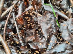 Cryptomarasmius corbariensis