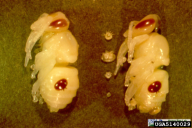 Varroa jacobsoni