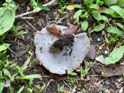 Geoscypha ampelina