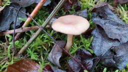 Lactarius glyciosmus