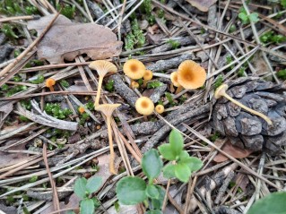 Rickenella fibula