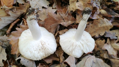 Tricholoma columbetta