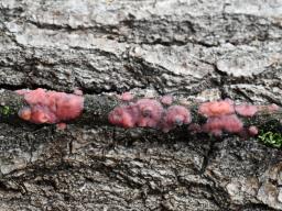 Marchandiomyces quercinus