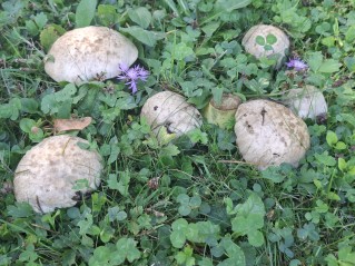 Caloboletus radicans