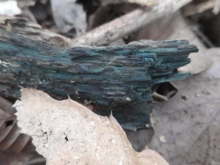 Chlorociboria aeruginascens