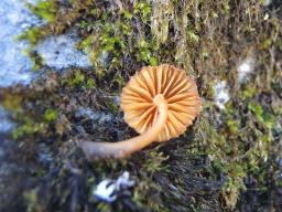 Galerina heterocystis