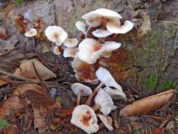 Gymnopus erythropus