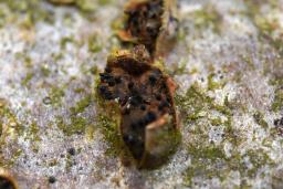 Sillia ferruginea